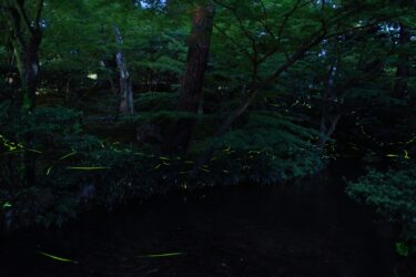 Free admission, weekend to see fireflies at Kenrokuen 【Kanazawa Event】