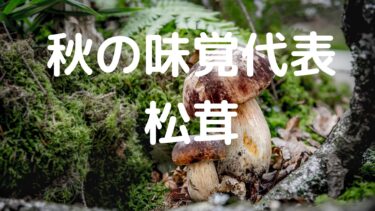 “Matsutake” mushrooms are the most popular mushrooms in autumn! 【Kanazawa Gourmet】