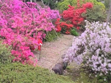 彦三緑地のツツジが見ごろ。ボタンも開花【金沢話題】