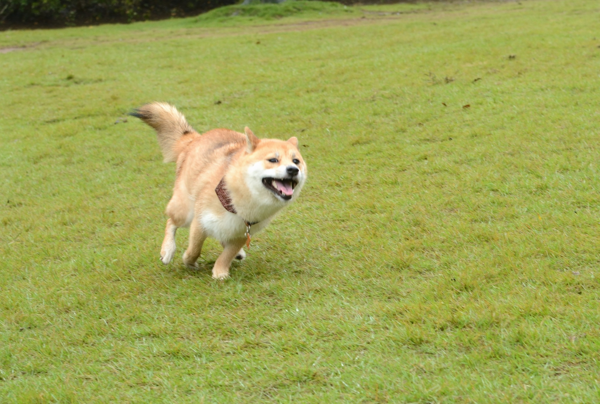 卯辰山公園 ペット 人気