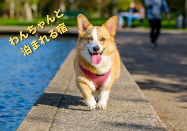 金沢で犬と泊まれる宿【金澤わおん】が大野町にある！【金沢ペット】