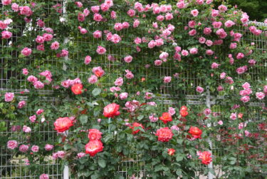 富樫・金沢南総合運動公園のバラが見頃。開花状況はほぼ例年通り【金沢話題】