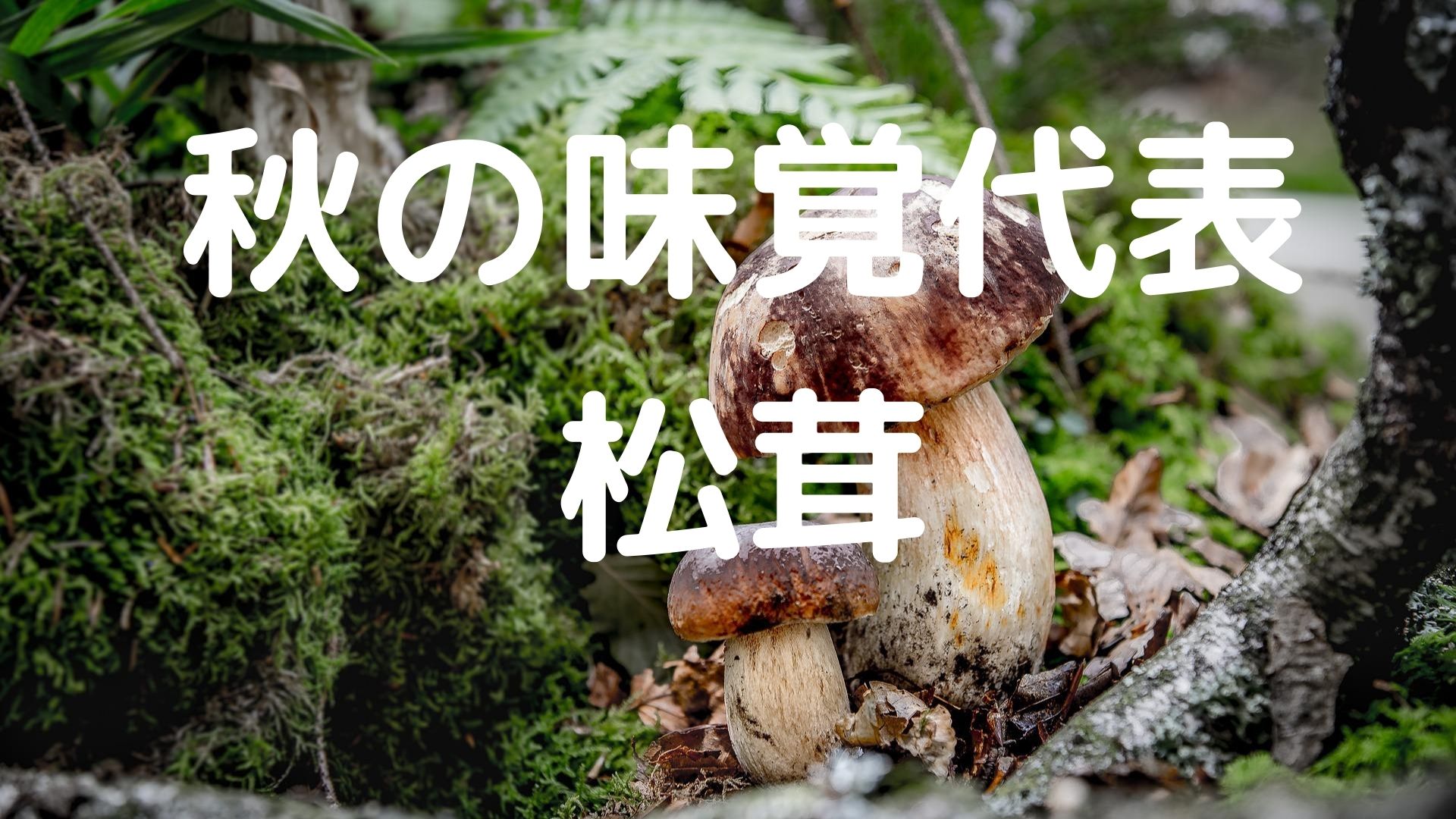秋といえば“松茸”!【金沢グルメ】|金沢ナウ