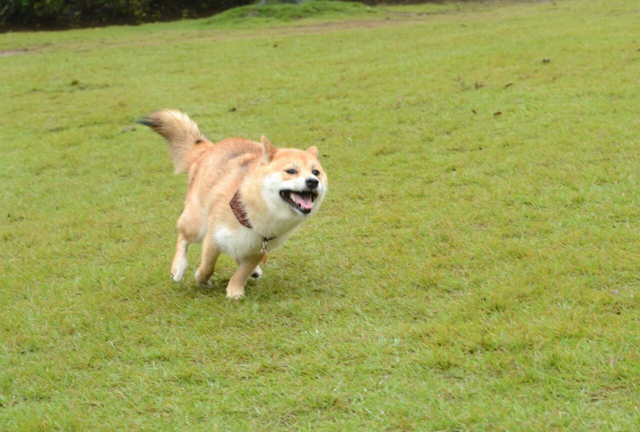 走る柴犬